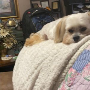 Meet your Posher, Lisa